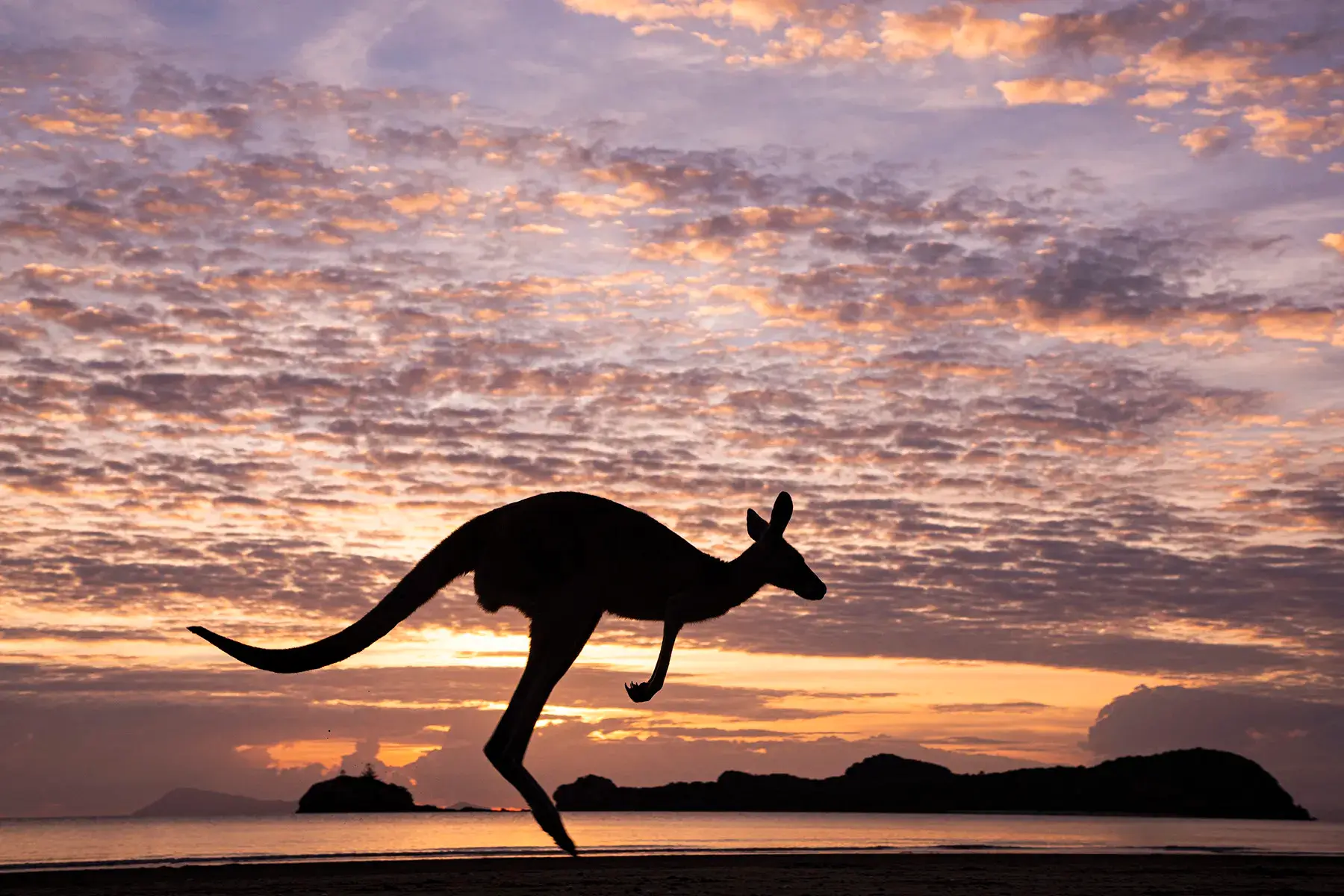 Kangaroo Sunset