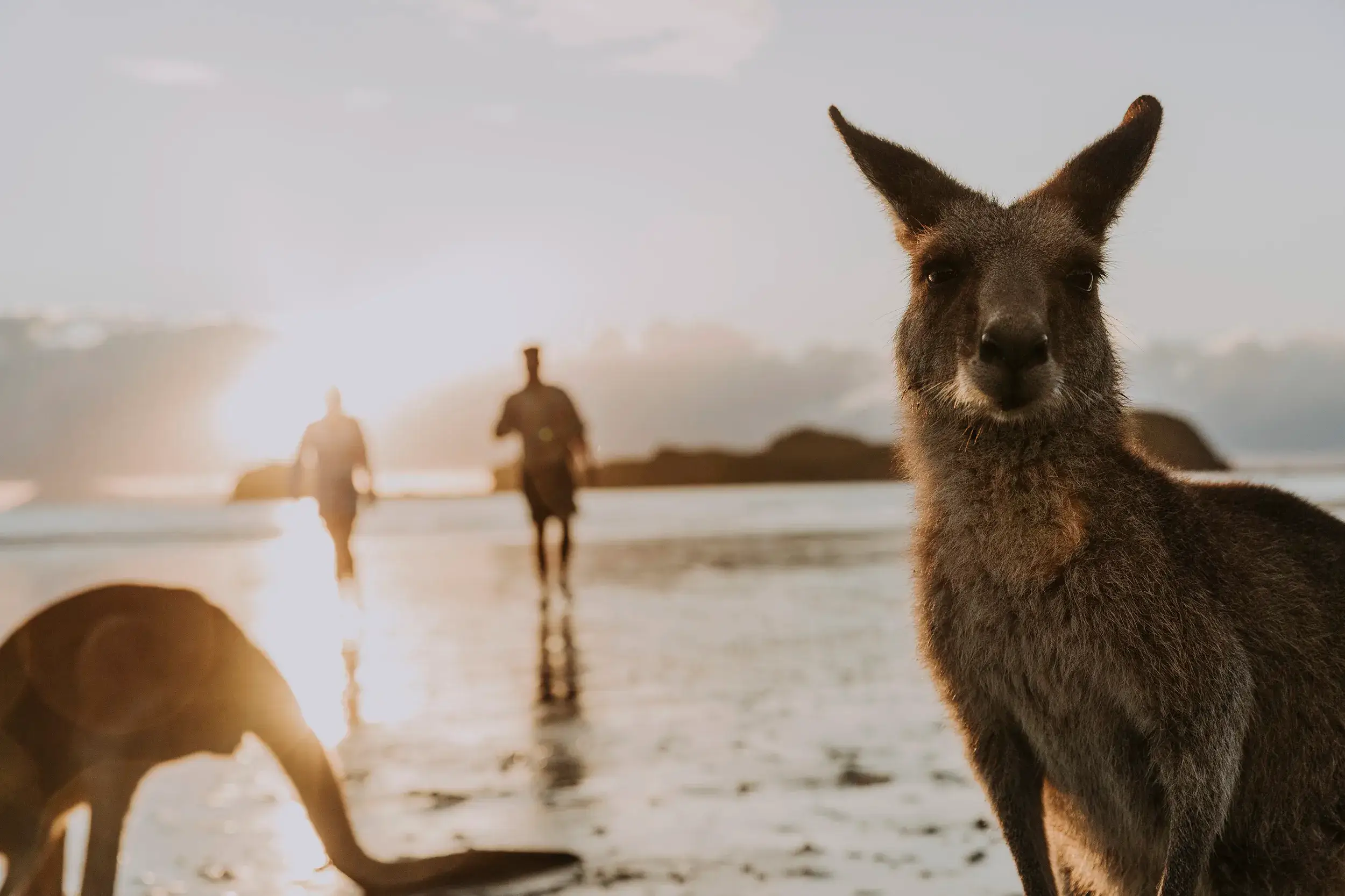 Kangaroo at beach